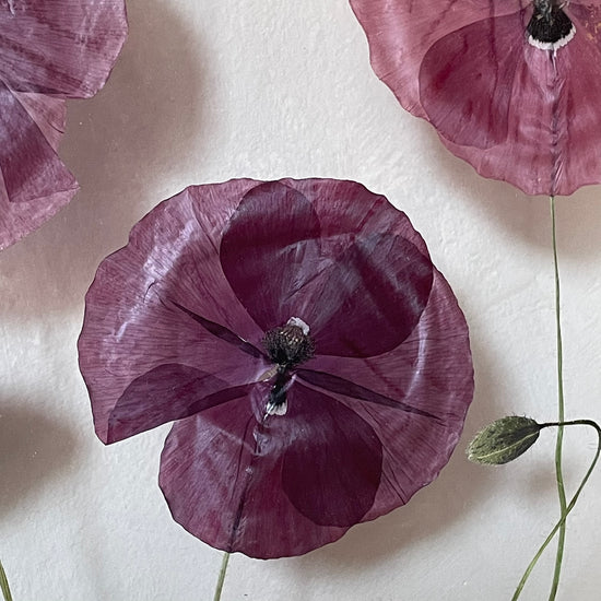 Das Geheimnis der blauen Hortensie