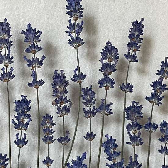 Wiesenblume