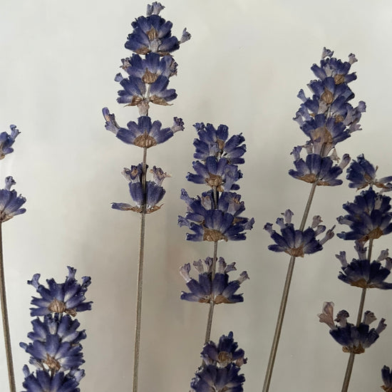 Wiesenblume