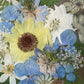Drama geheimnisvoller Blumen