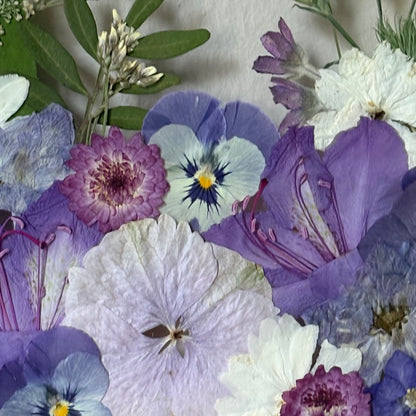 Violettes Träumen