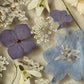 Drama geheimnisvoller Blumen