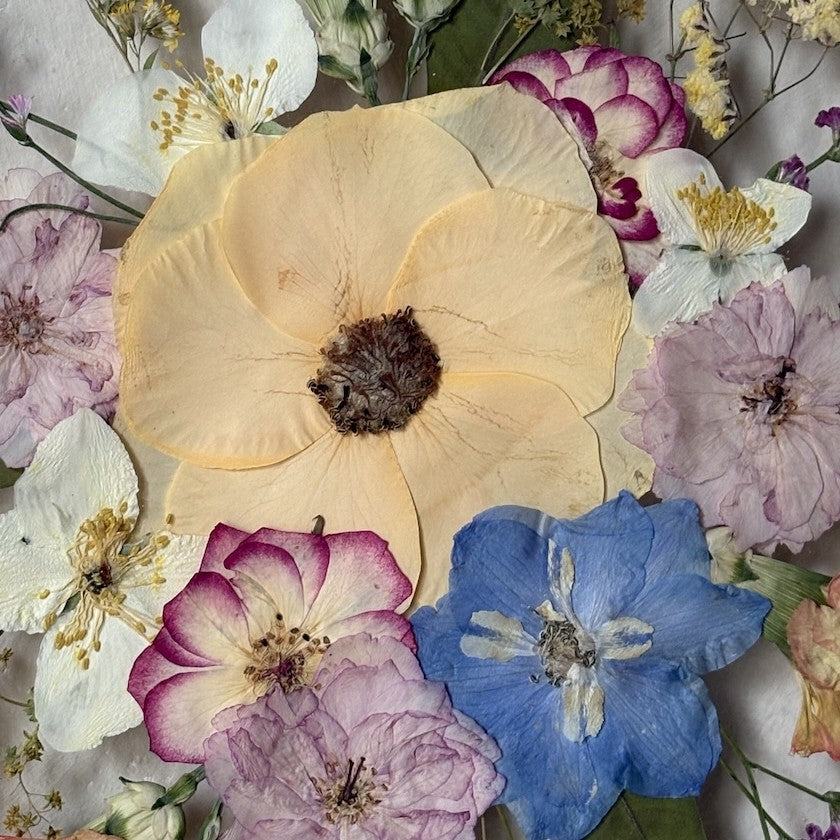 Aprikosenblüte