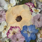 Aprikosenblüte