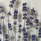 Wiesenblume