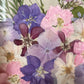 Drama geheimnisvoller Blumen
