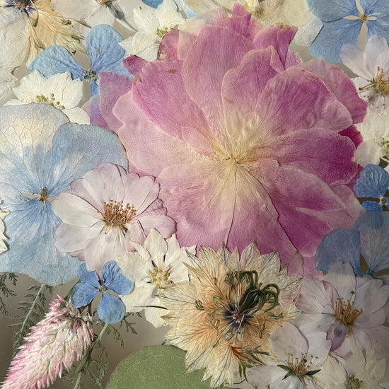 Pfingstrose im Garten